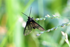 Psichotoe duvaucelii