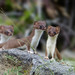 Short-tailed Weasel - Photo (c) Christian Back, some rights reserved (CC BY-NC), uploaded by Christian Back