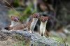 Short-tailed Weasel - Photo (c) Christian Back, some rights reserved (CC BY-NC), uploaded by Christian Back