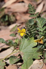 Viola pedunculata