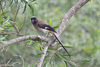 Gray Treepie - Photo (c) a-giau, some rights reserved (CC BY-NC-SA)