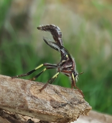 Daptolestes limbipennis