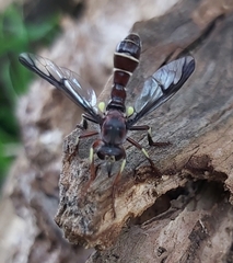 Daptolestes limbipennis