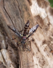 Daptolestes limbipennis