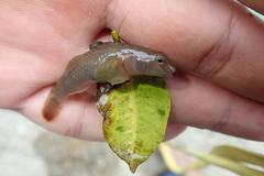 Rhinogobius candidianus