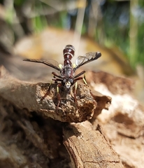 Daptolestes limbipennis