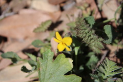 Viola pedunculata