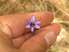 Sisyrinchium chilense
