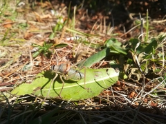 Ephippiger persicarius