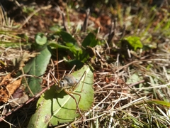 Ephippiger persicarius