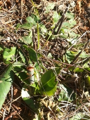 Ephippiger persicarius