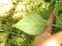 Physalis peruviana
