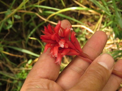 Stenorrhynchos albidomaculatum