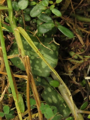 Stenorrhynchos albidomaculatum