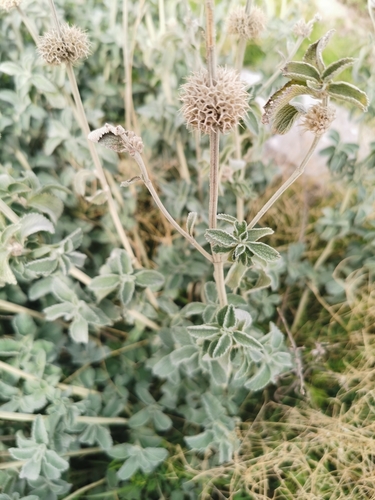 Image of Marrubium incanum by (c) Thor-Rune Hansen, some rights reserved (CC BY-SA)