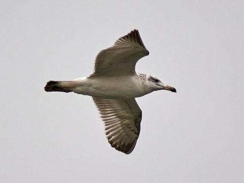 Gavión cabecinegro (Larus ichthyaetus)