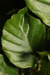 Aceria nervisequa