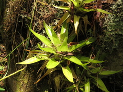 Tillandsia biflora