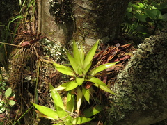 Tillandsia biflora