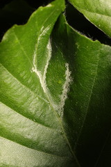 Aceria nervisequa