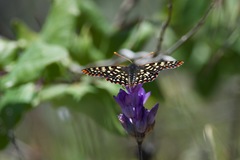 Euphydryas chalcedona chalcedona