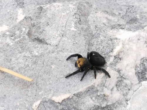 Crveni cjevasti pauk (Eresus kollari)