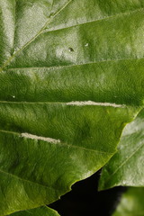 Aceria nervisequa