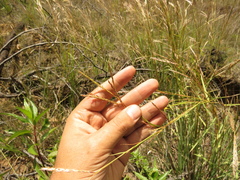Andropogon aequatoriensis