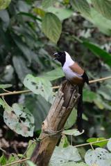 Collared Treepie photo 4