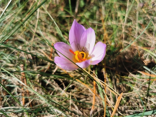 Image of Thomas crocus by (c) Thor-Rune Hansen, some rights reserved (CC BY-SA)