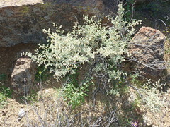 Hermannia disermifolia