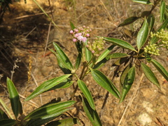 Chromolaena leivensis