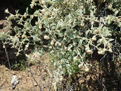 Hermannia disermifolia