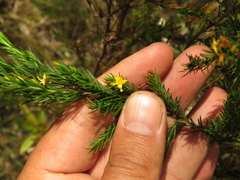 Hypericum juniperinum