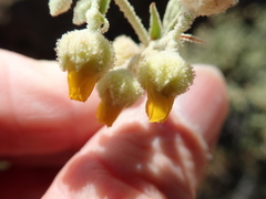Hermannia disermifolia