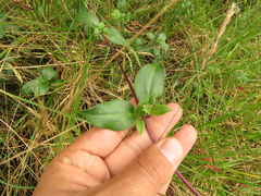 Valeriana clematitis