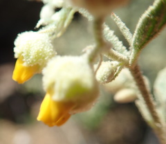 Hermannia disermifolia