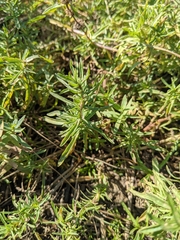 Mentha cervina