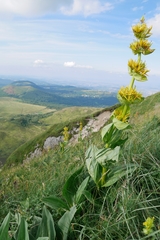 Gentiana lutea lutea