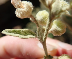 Hermannia disermifolia