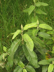 Ageratina asclepiadea