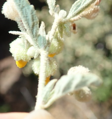 Hermannia disermifolia