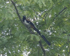 White-Bellied Treepie photo 3