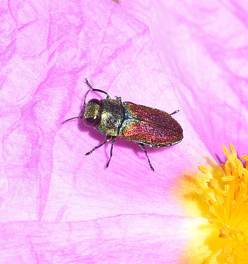 Haplanthaxia