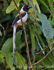 White-Bellied Treepie photo 4