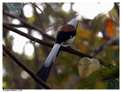 White-Bellied Treepie photo 5