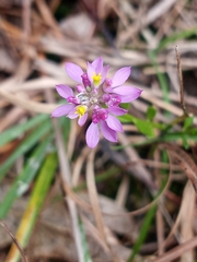 Polygala mariana