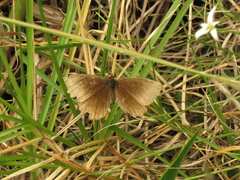 Panyapedaliodes drymaea