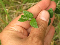 Chromolaena bullata