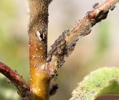 Callipterinella tuberculata